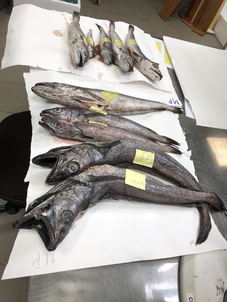 oceandebs's tweet photo. #happeningnow #EAFnansen workshop on processing of biological samples of #hakes for #stockidentification analysis at #IOE #tenerife #faofish https://t.co/JjLZ6nJh1z
