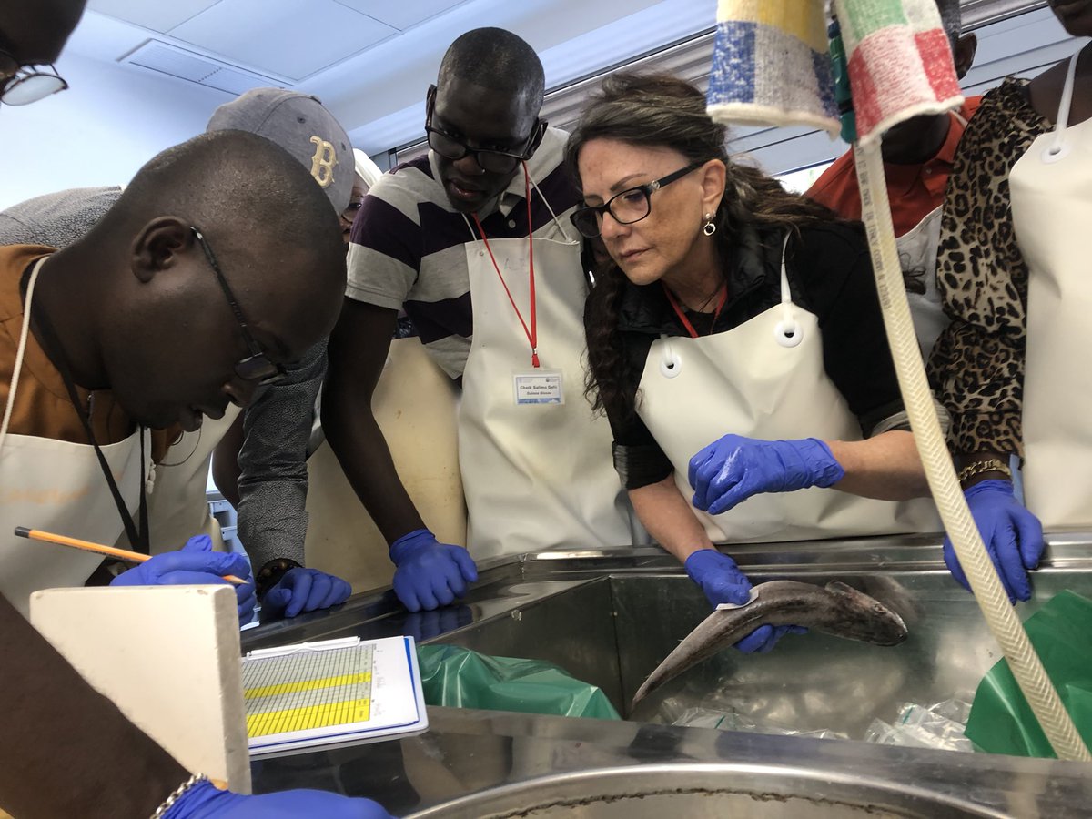 oceandebs's tweet photo. #happeningnow #EAFnansen workshop on processing of biological samples of #hakes for #stockidentification analysis at #IOE #tenerife #faofish https://t.co/JjLZ6nJh1z