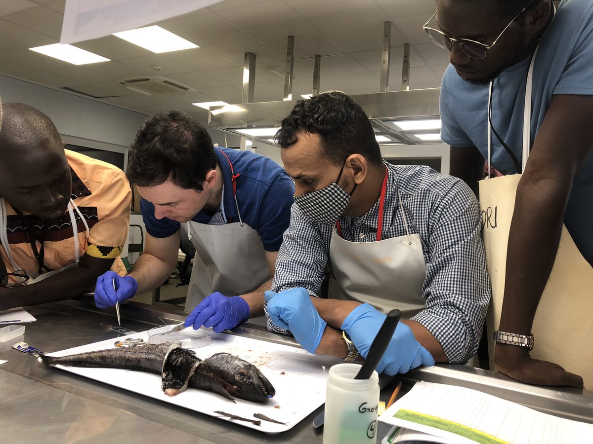 oceandebs's tweet photo. #happeningnow #EAFnansen workshop on processing of biological samples of #hakes for #stockidentification analysis at #IOE #tenerife #faofish https://t.co/JjLZ6nJh1z