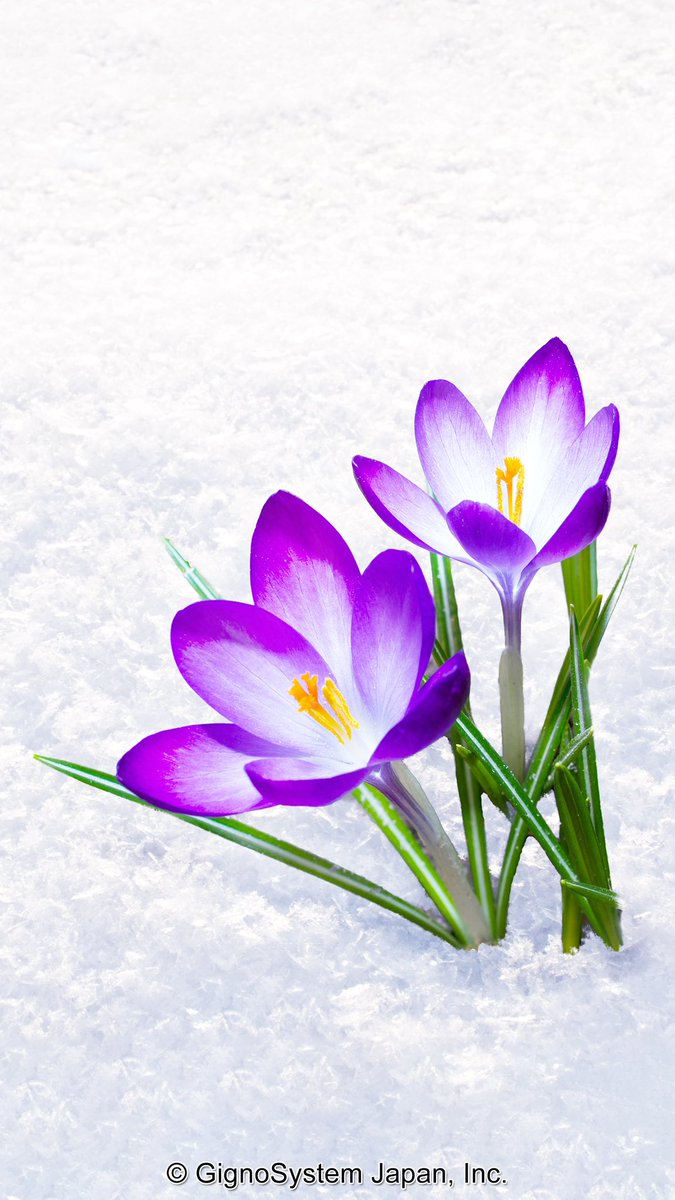 narrativecoach's tweet photo. 最近の…いや、人によって違う。花の名前も知らないで芸術など語るな、と言いたいことがありました。＃芸術を志す　#芸術を学ぶ　＃常識を学ぶ https://t.co/3Vzsn2aJmI