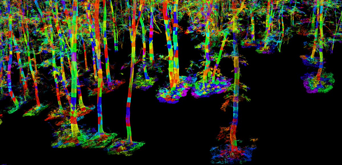 AndiTockner's tweet photo. just a little bug in the code turned my crown segmentation into a useless, but pretty impressive pointcloud #rainbowtrees
#LiDAR #forestry #terrestriallaserscanning
#individualtrees #cloudcompare https://t.co/WoCadvhLgp