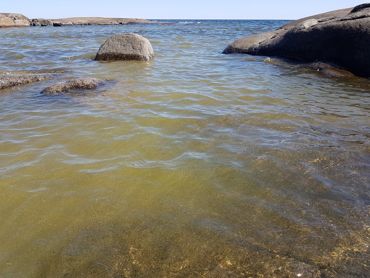 Coastal water darkening worsens eutrophication symptoms. @Umea_Uni_Marine study published in #ASLO_LO. 
aslopubs.onlinelibrary.wiley.com/doi/10.1002/ln… 
@UmeaUniversity @aslo_org #MarineScience #marine #research #Baltic #Arctic #EcoChange #climatechange