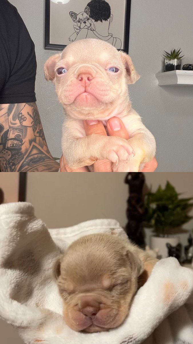 moniqmendoza's tweet image. ‼️STOLEN FRENCH BULLDOG PUPPIES‼️ If you could please share, our 4 puppies were stolen from our house tonight in NE Salem,Oregon. If you know ANYTHING at all that could lead to them being returned please Msg/Text me 971-388-5544. The youngest puppy relies on his mom &amp;amp; NEEDS her🥺