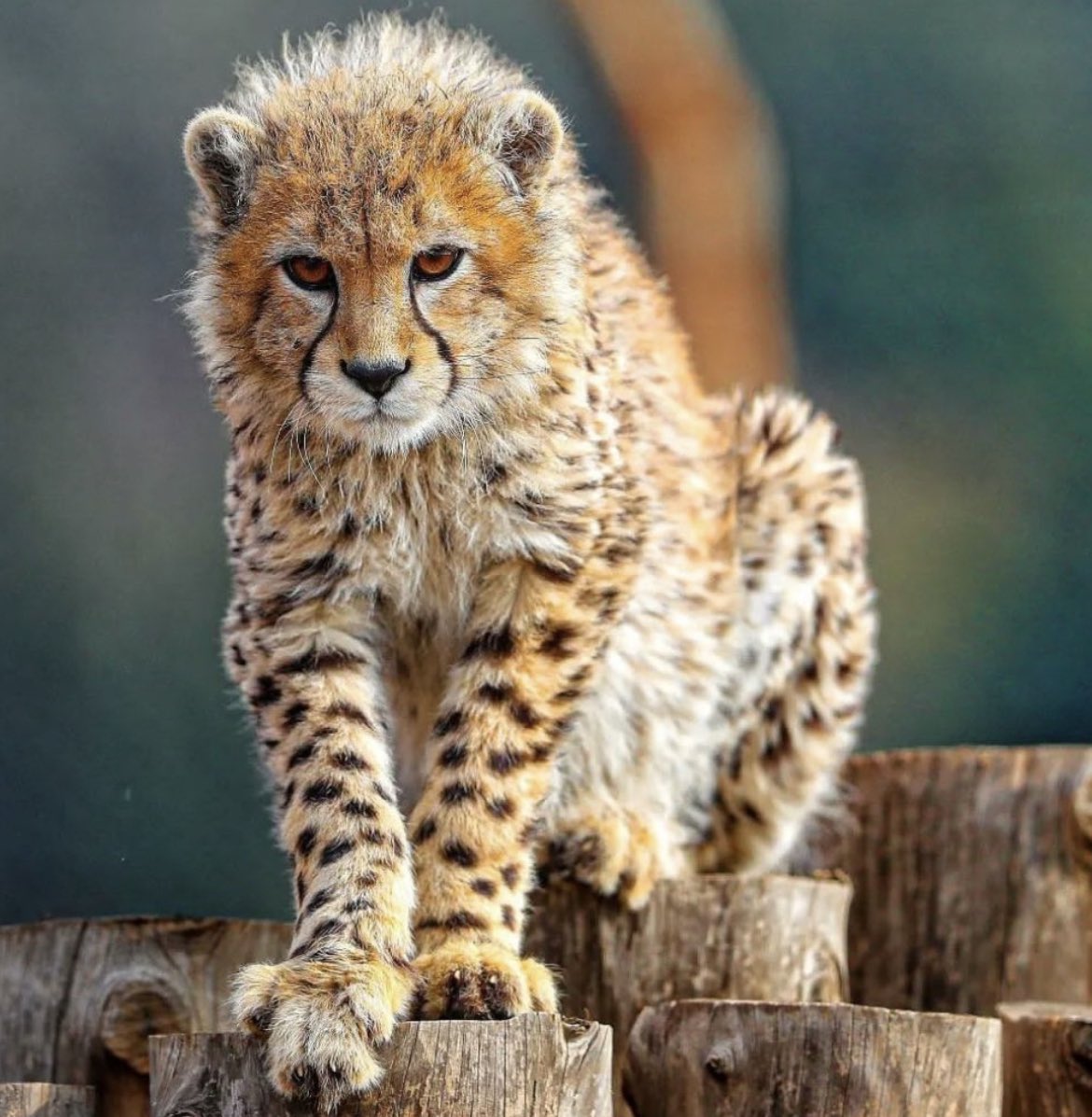 Emily Schrader - אמילי שריידר امیلی شریدر tweet media