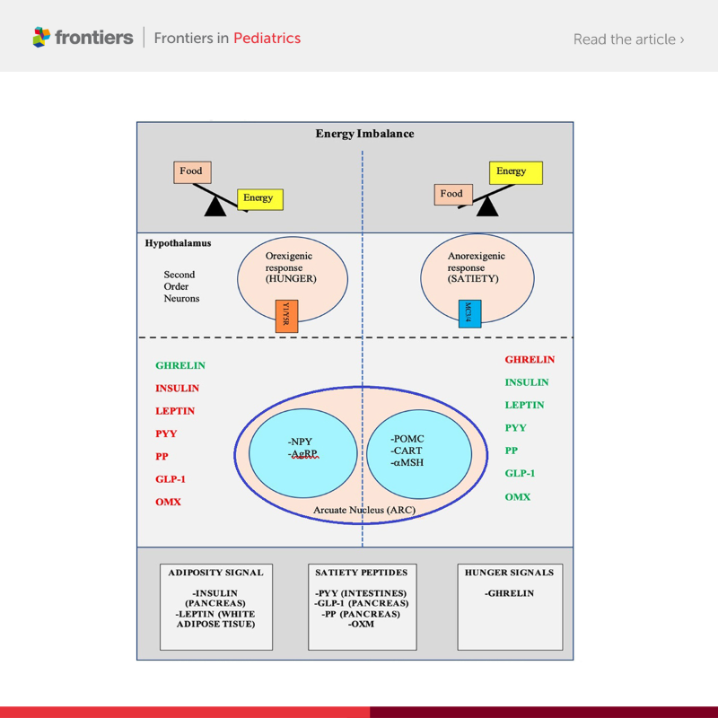 FrontiersIn's tweet photo. This review summarizes the current understanding of the factors associated with obesity, the physiological and psychological effects of obesity on children and adolescents, and intervention strategies that may prevent future concomitant issues. 

Read more in @FrontPediatrics ⬇️
