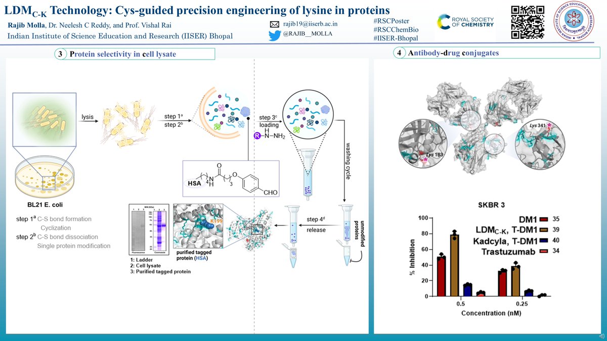 (5/5) Zoom in to Protein selectivity in cell lysate and ADCs #RSCChemBio