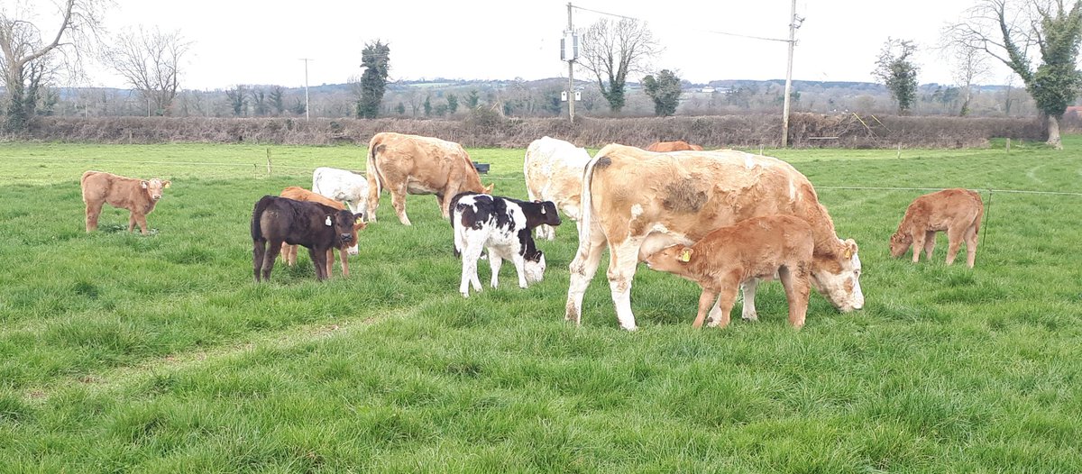 It's a pleasure to farm when the weather is like this....

#spring #farming #grasstobeef #grazing2023 #proudtofarm #sucklers