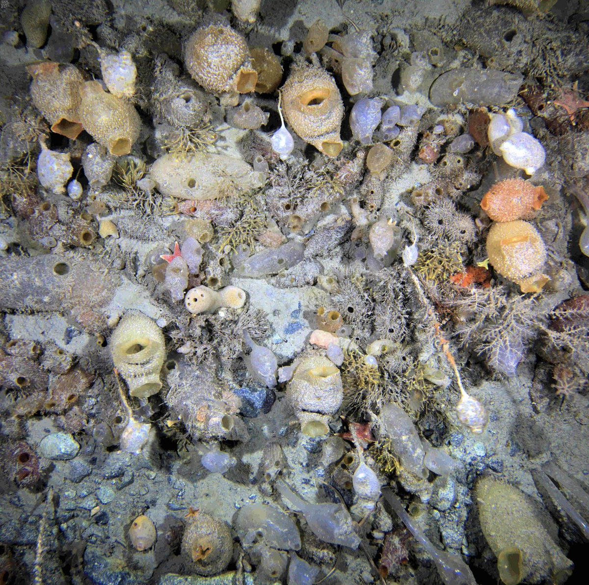 BAS_News's tweet image. City of sea squirts. Rich biodiversity colonizes the shallow sill of a fjord in Admiralty Bay. Dave Barnes, Chester Sands, Theresa Gossmann and Nadescha Zwerschke have just finished exploring  seabed life and carbon sinks emerging from glacier retreat! 
#SDAScience
