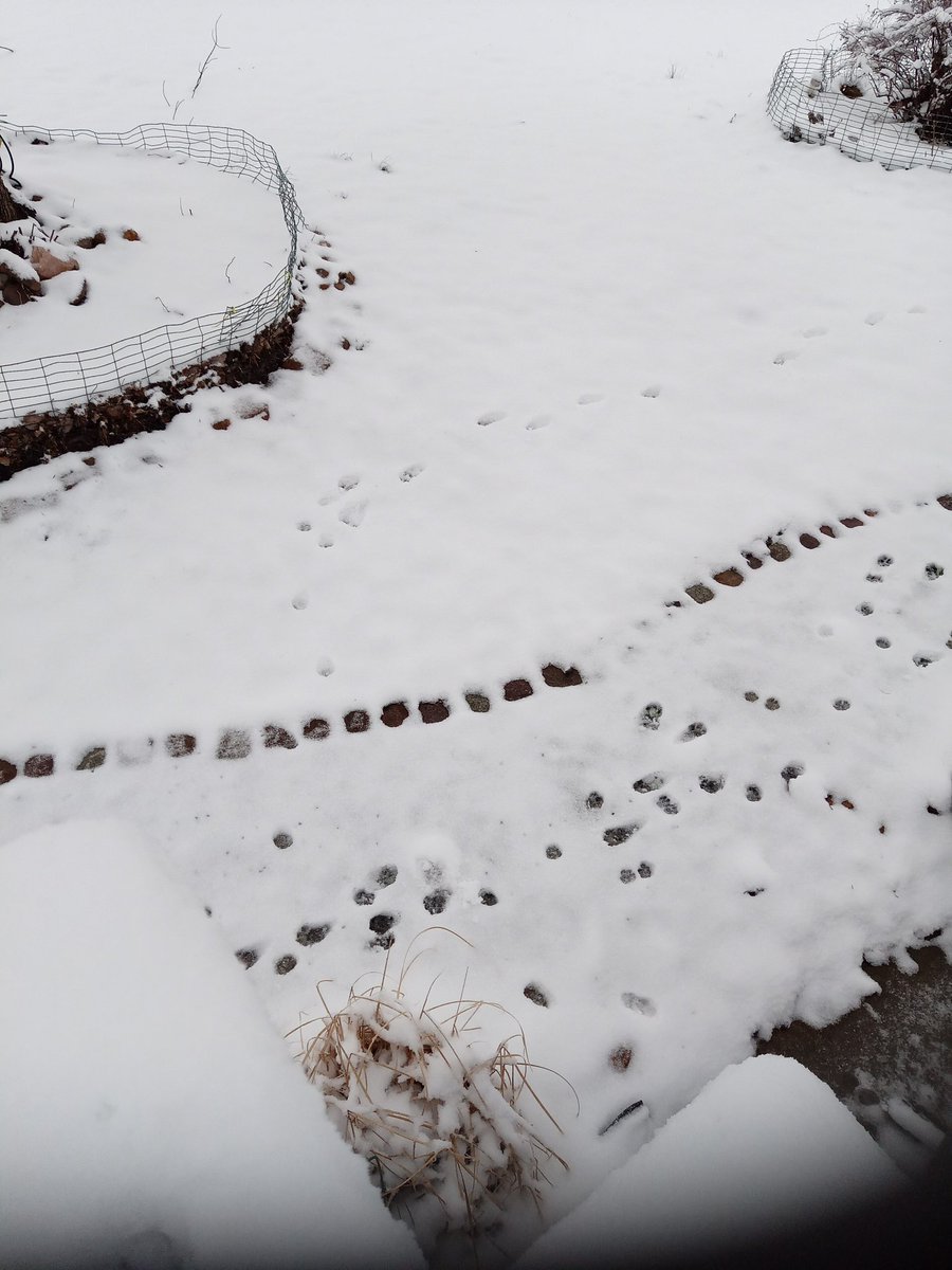 @69News @bmchughtv Fox prints in the front yard