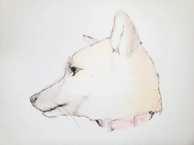 親がうちのイッヌ描いて～と言うので云年ぶりに描いたアナログ絵10分かからん雑がきというか時間をかけて描きこむのってどうやるんだっけ…????てなってるPCでしか描かなくなった弊害が。。 