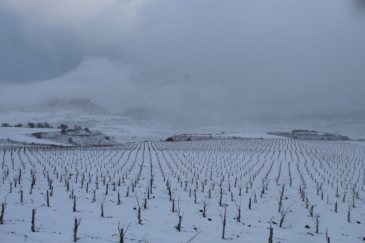 BodegasRoda's tweet photo. ¡Esta semana, la nieve ha vuelto a cubrir de blanco alguno de nuestros viñedos!❄

#BodegasRODA https://t.co/rIH9l0mfTr