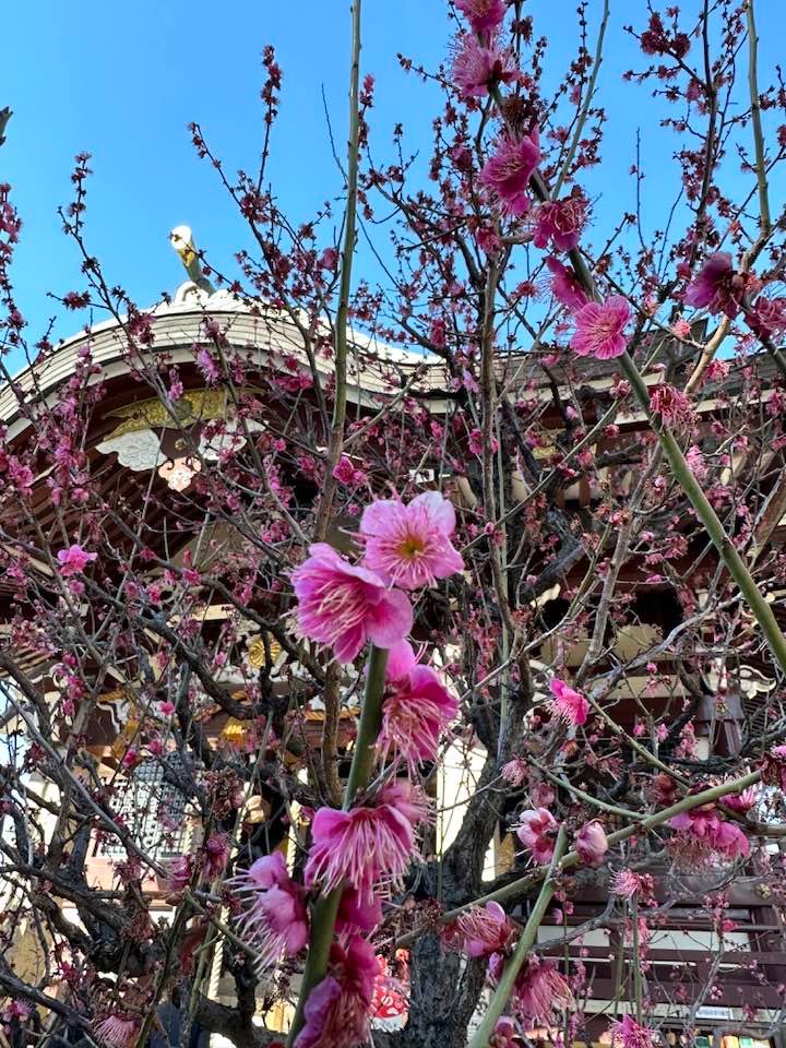 kubotatu's tweet photo. https://t.co/A43YeuJKCX
今日の「寒気を干す」

神社に梅
ひねもすのたり
春の琴 https://t.co/flf1dFt7nk