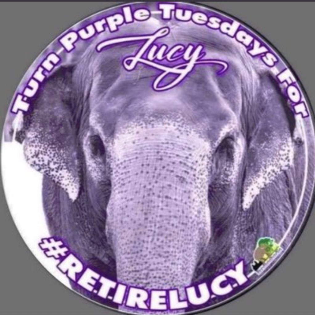 I did something purple, but in a different way #IDreamofLucy

#purpleelephant #RetireLucy