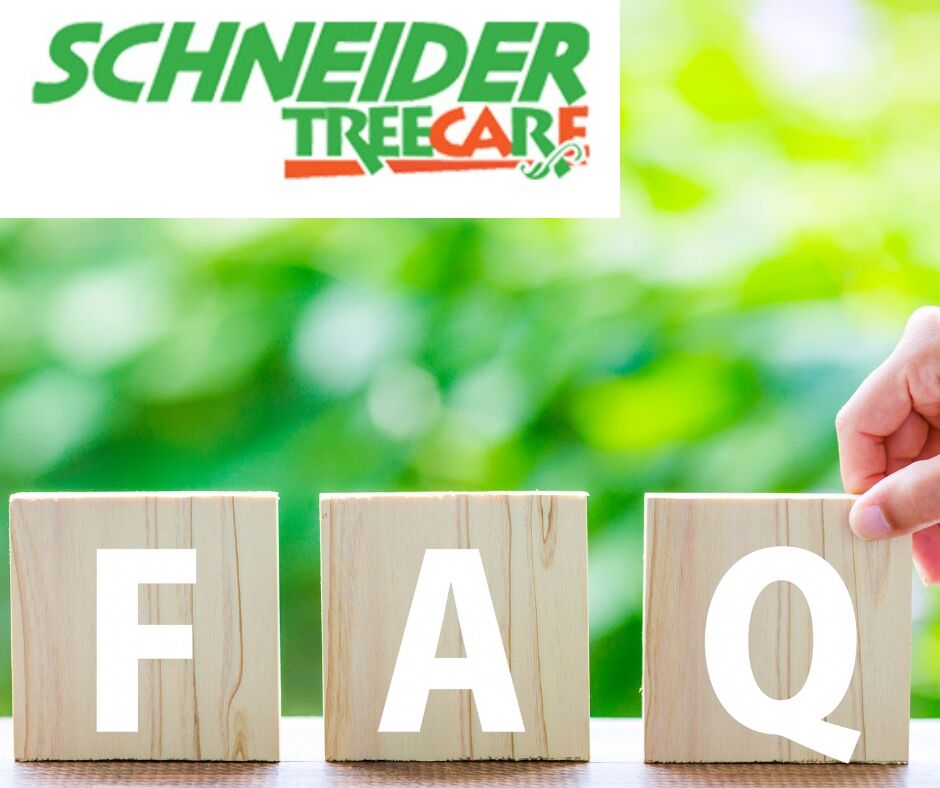 Q. What is this black stuff on my leaves?
A. A common source of “black stuff,” or  Sooty Mold, is an insect infestation. Your Arborist can tell what’s going on and give you recommendations, so if you see something happening on your property, let us know! #SchneiderTreeCare #FAQ