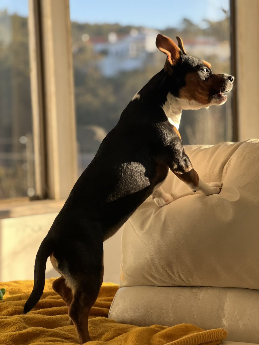 Good morning everyone 💚🇵🇹❤️🐶 time to rise