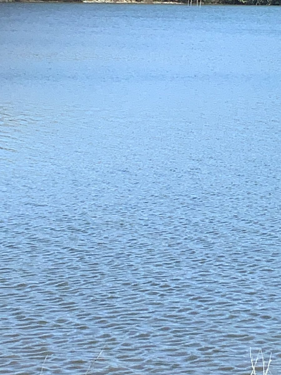 #河津桜(#カワヅザクラ) は、静岡県の #河津町 で発見された #早咲き の #桜。沖縄などを中心に咲く #カンヒザクラ 系と早咲き #オオシマザクラ 系の #自然交配種 と考えられている。見頃。28日に撮った。・春の「2本線」(毎日新聞) 2023/2/27 https://t.co/Vx4tn4xTZk #KawazuZakura 五泊旅2日目 🎌