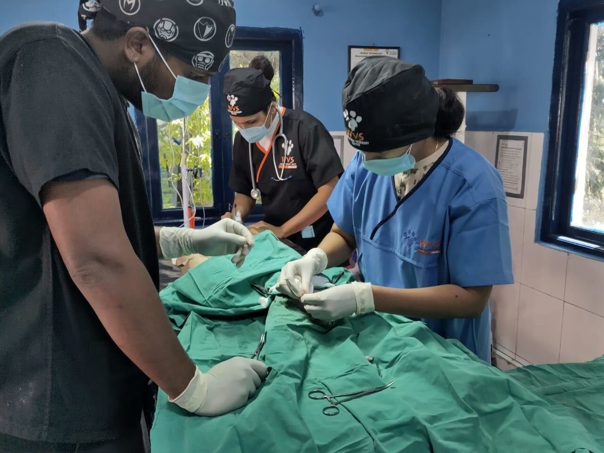 WVScharity's tweet photo. Happy #WorldSpayDay from team WVS!  

Wherever we work in the world, we are dedicated to supporting the health and welfare of animals through expert and humane sterilisation surgeries.   

Join our mission to raise the standards of animal welfare and #KeepSpaying! https://t.co/PSWCJhrwz9