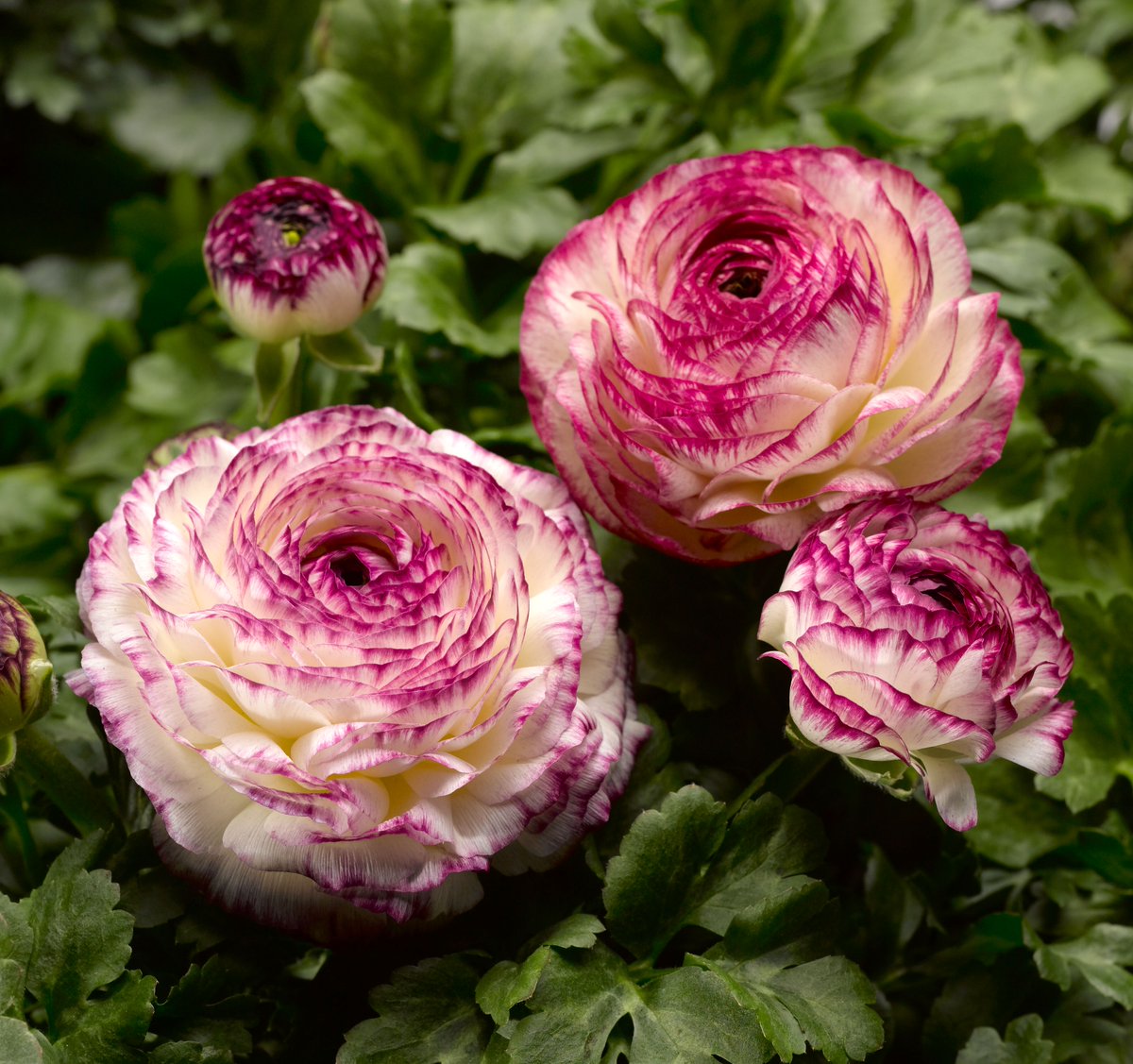 Syngenta_BNL's tweet photo. Dit was het weer voor deze maand, geniet nog even van de prachtige #ranonkel #flowerofthemonth https://t.co/RaB1k9z7c3