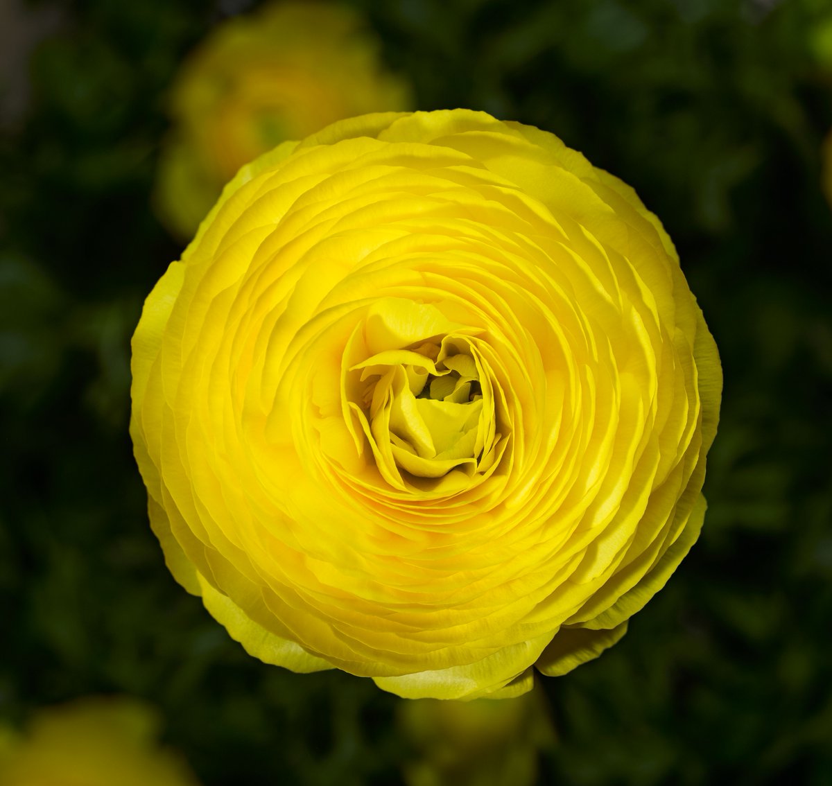 Syngenta_BNL's tweet photo. Dit was het weer voor deze maand, geniet nog even van de prachtige #ranonkel #flowerofthemonth https://t.co/RaB1k9z7c3