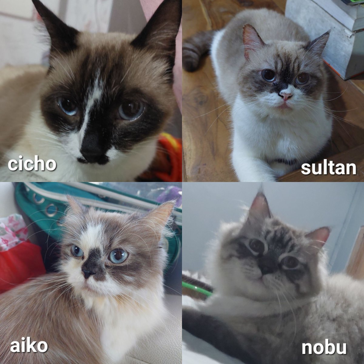abusemua's tweet photo. biar km ga bingung sama kita 🙏🏻 https://t.co/CK3IUUcpkG