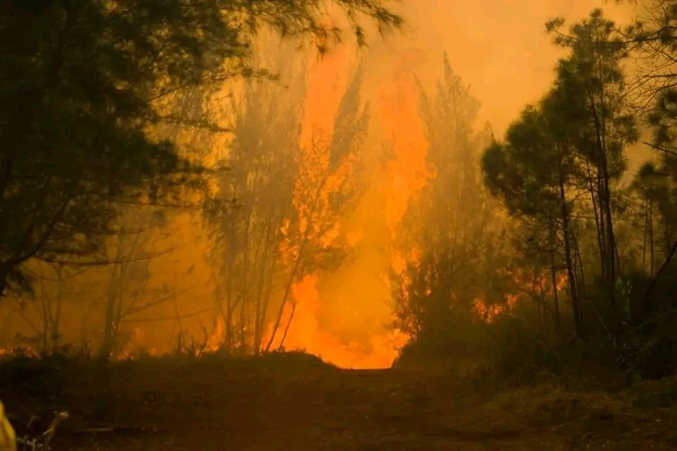 Cada día estamos al tanto del trabajo que se realiza en la región oriental de #Cuba para sofocar el incendio.
Toda nuestra confianza y apoyo a cada una de las personas que laboran sin descanso para extinguir las llamas y proteger la flora y fauna de nuestro país.