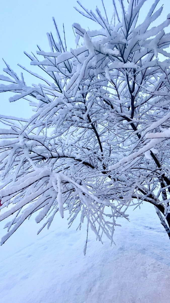 Snow Day! ❄️ #bcstorm #vancouver