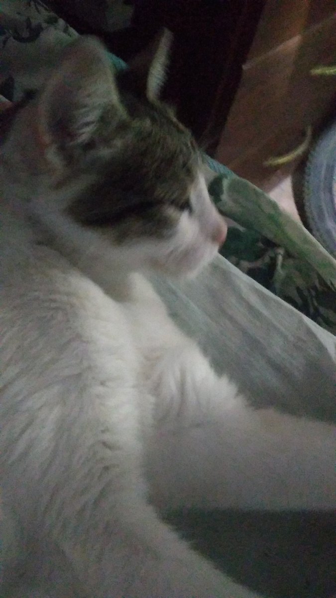 elnotfunny's tweet photo. Tengo una gata k tira rostro https://t.co/I2D4rSvEPx