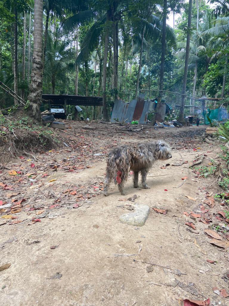NiallHarbison's tweet image. He lives in the jungle at a coconut farm. He’s tolerated there and I’m allowed to feed him. Because of Rodney / Tina / puppies etc he has slipped down the list of properties. It’s not easy to catch / get dog to groomers / wait etc etc  (2/4)