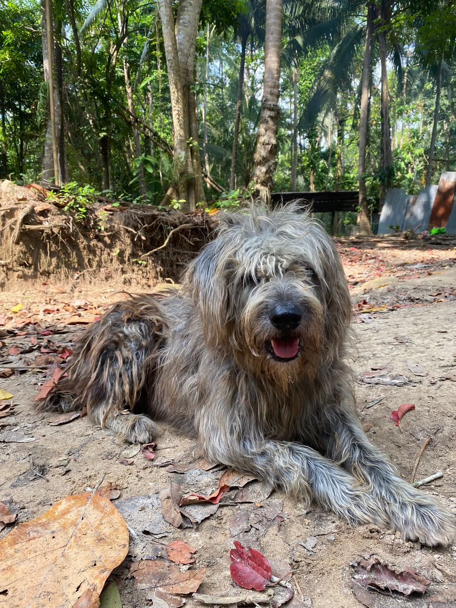 NiallHarbison's tweet image. He lives in the jungle at a coconut farm. He’s tolerated there and I’m allowed to feed him. Because of Rodney / Tina / puppies etc he has slipped down the list of properties. It’s not easy to catch / get dog to groomers / wait etc etc  (2/4)