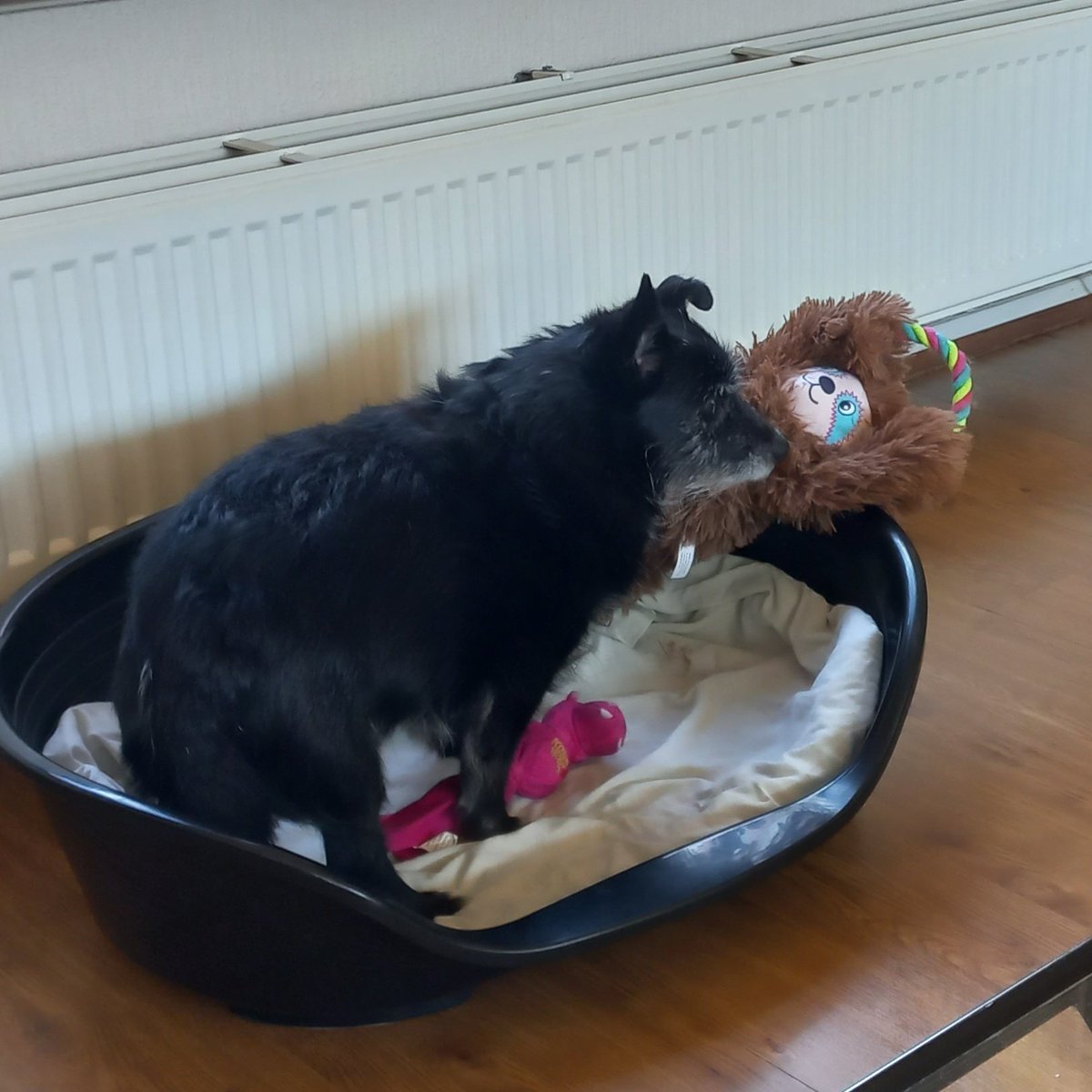 Moniquevhreve's tweet photo. Goede hoop dat t nieuwe speeltje in ieder geval vandaag overleeft.π
#allespeeltjeszokapot #kittyspam https://t.co/wOFJY2VgeX