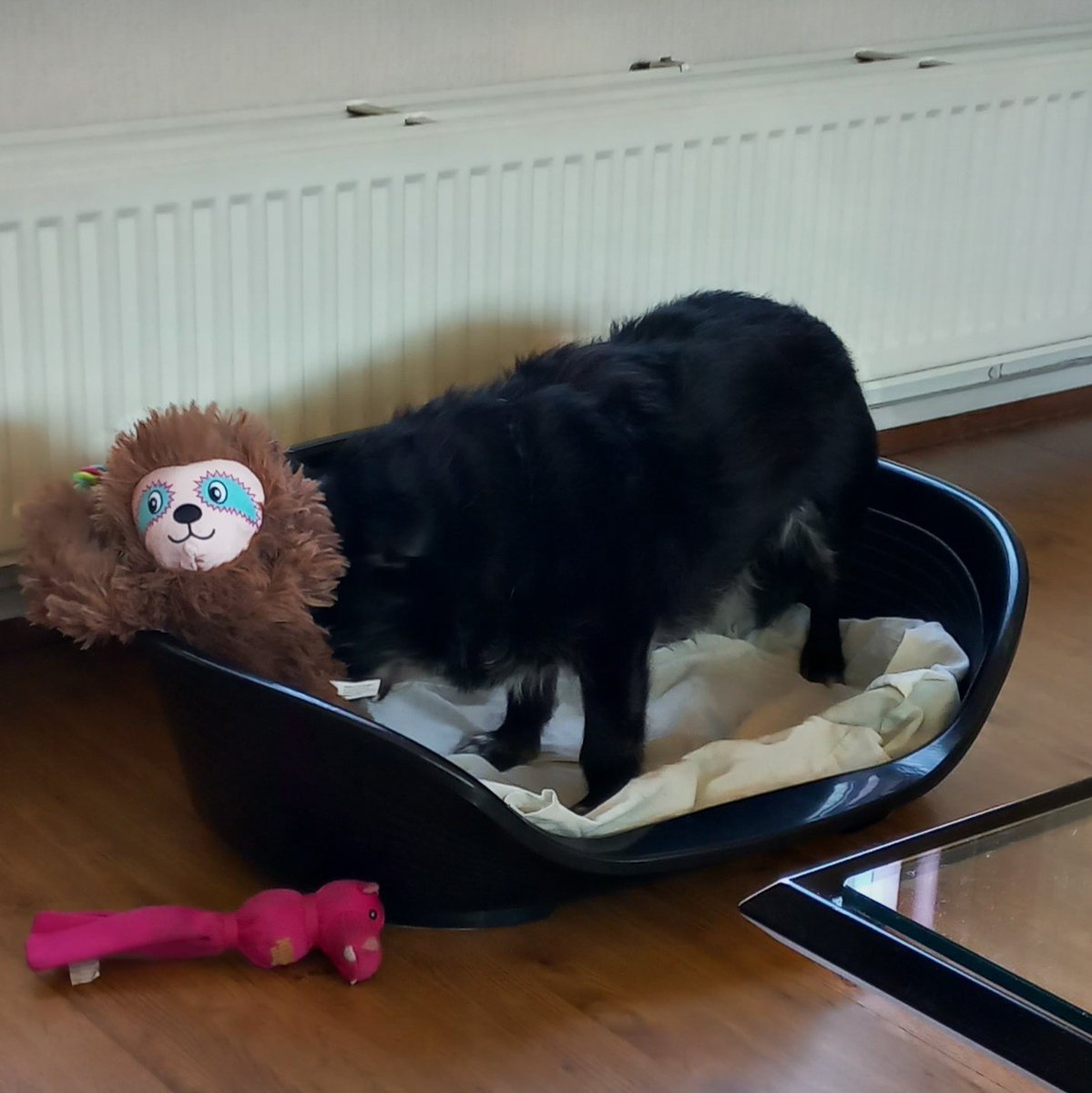 Moniquevhreve's tweet photo. Goede hoop dat t nieuwe speeltje in ieder geval vandaag overleeft.π
#allespeeltjeszokapot #kittyspam https://t.co/wOFJY2VgeX