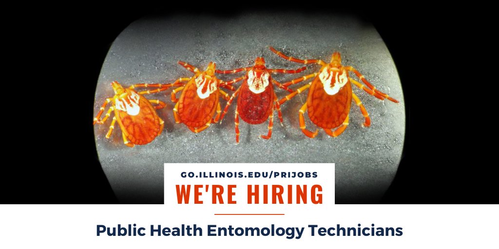 INHSillinois's tweet photo. The #INHS #MedEntLab is #hiring several techs to conduct field &amp; lab work for #mosquito &amp; #tick surveillance &amp; research.

Apply by April 1! ➡️ https://t.co/E4bzuyioPK 🦟

@VectorCollector @cmst232 @iBioIllinois @IllinoisNRES #BLACKandSTEM #WomenInSTEM #TickTuesday https://t.co/RJf06ftZXS
