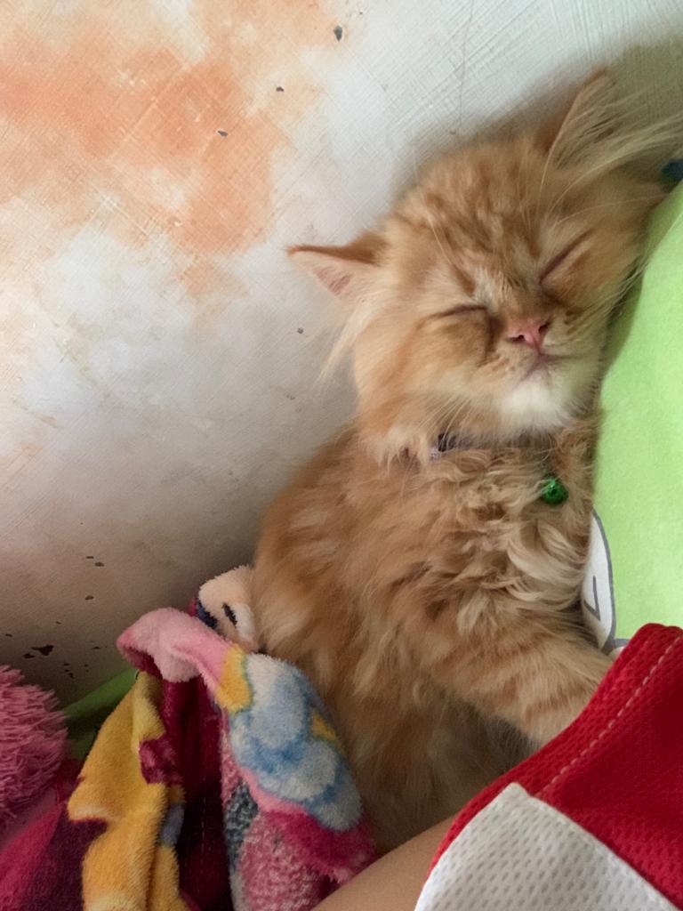 🐈‍⬛ sengaja a*dopt kcg di kost biar ada kegiatan gak tidur terus malah a*dopt kcg yang kerjanya tidur terus, ini gmn dek masa kita berdua tidur terus seharian😔😔😔😔