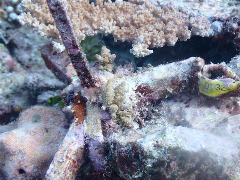 Carly Randall (@drcarlyrandall) on Twitter photo It's always a treat to work from #HIRS and it's so exciting to see how well our 1 year old seeded corals are faring! Stay tuned for some cool patterns! <a href="/aims_gov_au/">Australian Institute of Marine Science</a> #reeftrust <a href="/saskiajurriaans/">Saskia Jurriaans</a> <a href="/CarineLefevre2/">Carine Lefevre</a> <a href="/ChristineGiul11/">Christine Giuliano</a> <a href="/alexandraskeer/">Alexandra Skeer</a> It's always a treat to work from #HIRS and it's so exciting to see how well our 1 year old seeded corals are faring! Stay tuned for some cool patterns! <a href="/aims_gov_au/">Australian Institute of Marine Science</a> #reeftrust <a href="/saskiajurriaans/">Saskia Jurriaans</a> <a href="/CarineLefevre2/">Carine Lefevre</a> <a href="/ChristineGiul11/">Christine Giuliano</a> <a href="/alexandraskeer/">Alexandra Skeer</a>