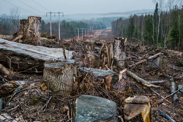 ECOWARRIORSS's tweet image. A growth economic system whose wealth is based on the destruction of nature is not going to save nature