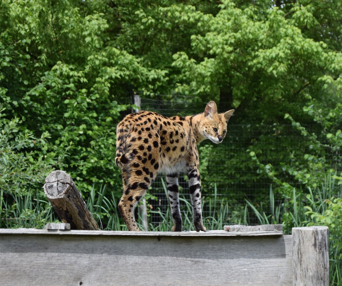 GemZaanstad's tweet image. Vanaf 2024 mag je geen #serval (grote katten), #wasbeer of #poolvos meer aanschaffen als #huisdier. Er wordt dan een huis- en hobbydierenlijst ingevoerd: welke dieren mag je wel en niet houden als huisdier. Dit voorkomt veel dierenleed→ bit.ly/huis-en-hobbyd…