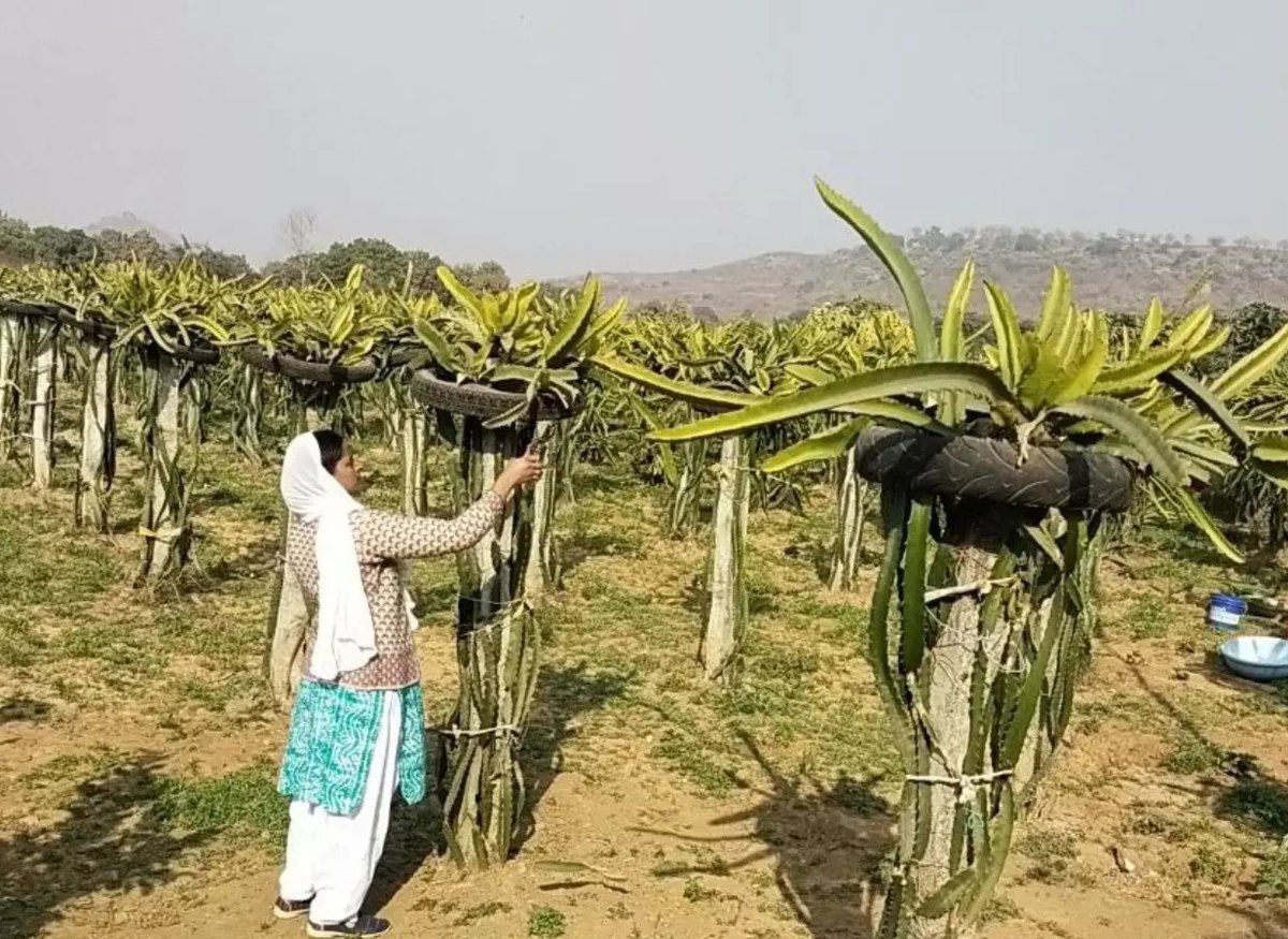 UpRuralDev's tweet photo. उद्यान एवं खाद्य प्रसंस्करण विभाग उत्तर प्रदेश के सहयोग से जनपद #मिर्जापुर के विकास खंड राजगढ़ की वंदना सिंह ने ड्रैगन फ्रूट की खेती शुरू कर एक एकड़ जमीन से 5 लाख रुपये का लाभ अर्जित किया
@MoRD_GoI @DAY_NRLM #UPRuralDev #UttarPradesh @UPGovt @CMOfficeUP @kpmaurya1 @VijayLaxmiMLA https://t.co/s7BgEWLMew
