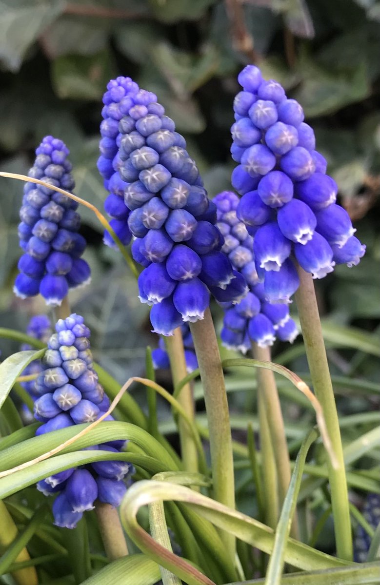 EzZijlstra's tweet photo. Prachtkleur en aantrekkelijk; #blauwedruifjes
Als ik deze zo in het gras zie staan, zou ik bijna wel van willen proeven.
💙 De rangschikking der bloemetjes is een wonder van de natuur.
Wat een #perfectie. https://t.co/gpHpQ6wpRt