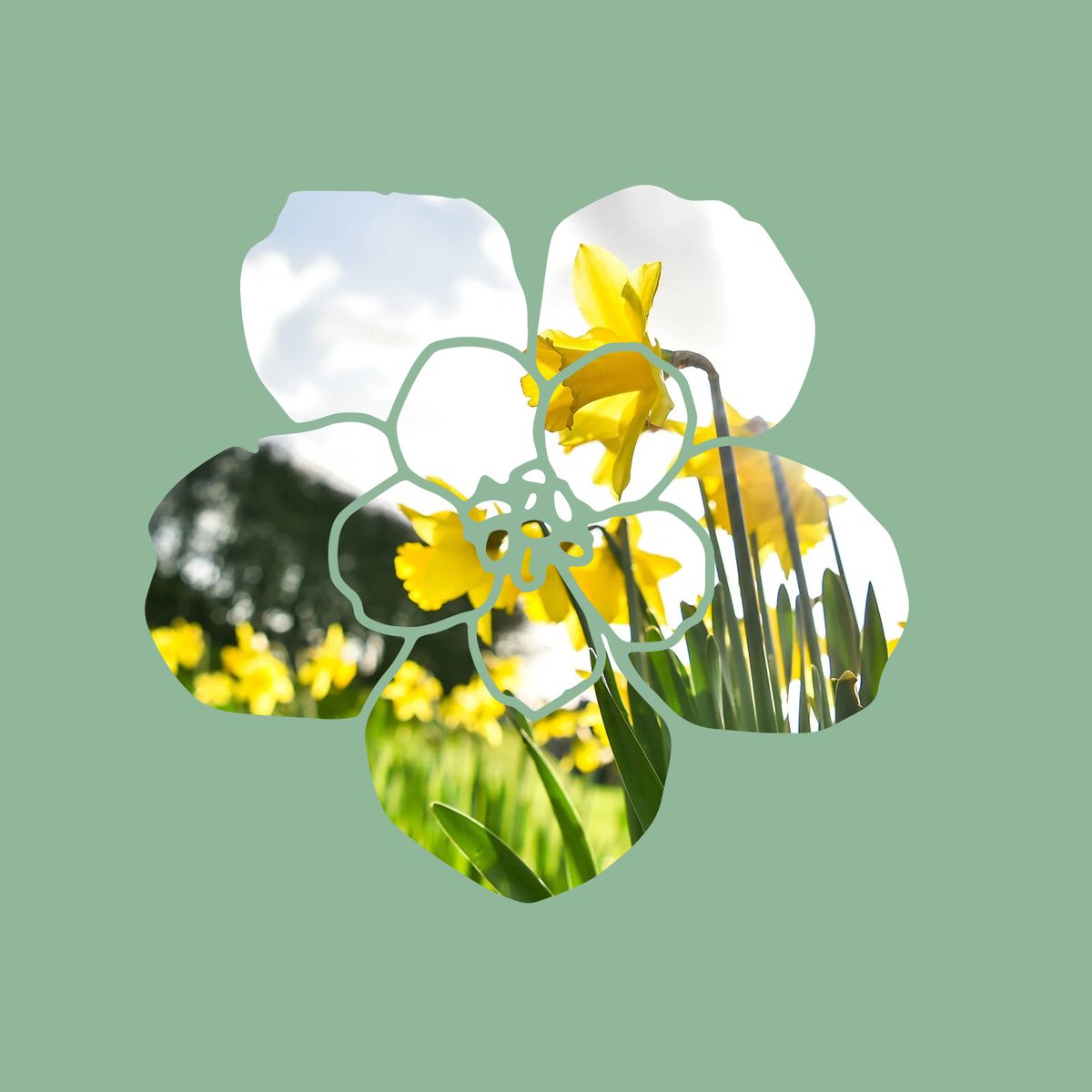 SyngentaUK's tweet photo. 💛Happy St.David's Day💛
The first dose of Nitrogen has been applied to our trials plot at Rougham Innovation Centre this week. We'll be monitoring them closely to see how well they perform! 🚜#NitrogenApplication #Spring #CerealTrials https://t.co/fRvbdFQXTg