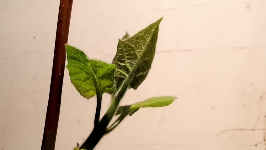 This is a Paulownia tree, growing over 3 days, it is a hardwood timber and can offer both resilience financially and carbon removal it sequesters a huge average of 63kg of CO2, per tree, per year, this usable strong, lightweight timber, known as the aluminium of the timber world!