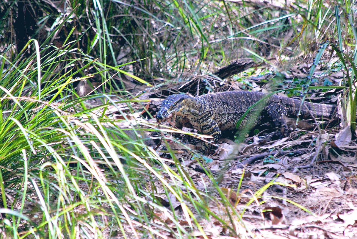 StellaBella67's tweet photo. Check out the size of this Lace Monitor! That’s it’s tail draped over the branch. 😧 #lacemonitor #thisisaustralia
He was snacking on a possum. (I won’t show the video 🤭) https://t.co/WSqbieV5ud