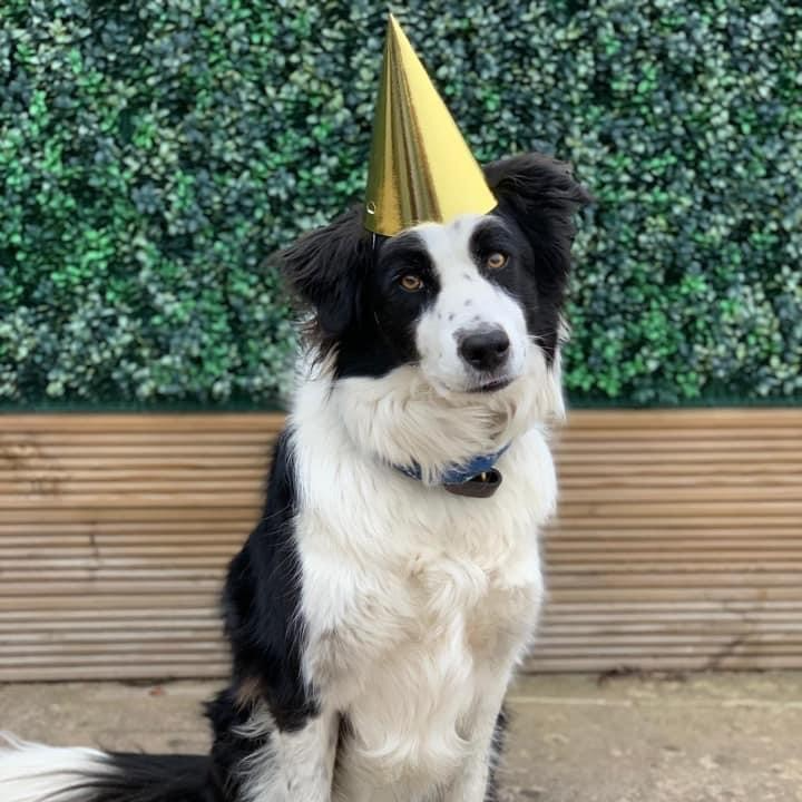 odinevents's tweet photo. Our office dog Charlie turns 12 today - Happy Birthday Charlie! 🐶 🎉

Charlie's duties in the office include (but are not limited to):

Footwarmer
Pest control
Vacuum cleaner
Being everyone's favourite member of staff ❤️

#officedog #eventsprofs #eventsprofsuk #bordercollie https://t.co/b3P2kmCdls