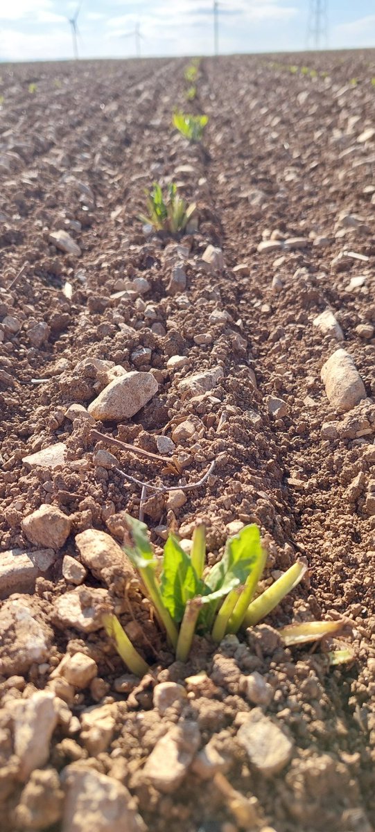 Plantation J+10 pour les betteraves porte graines !!
Belle reprise de végétation suite aux 40 mm de la semaine dernière !
<a href="/semae_officiel/">semae</a> <a href="/semaeOuest/">semae Ouest</a> <a href="/NatDedieu/">Nathalie Dedieu</a> <a href="/MartinBoinot/">Martin Boinot 🌾🚜</a>