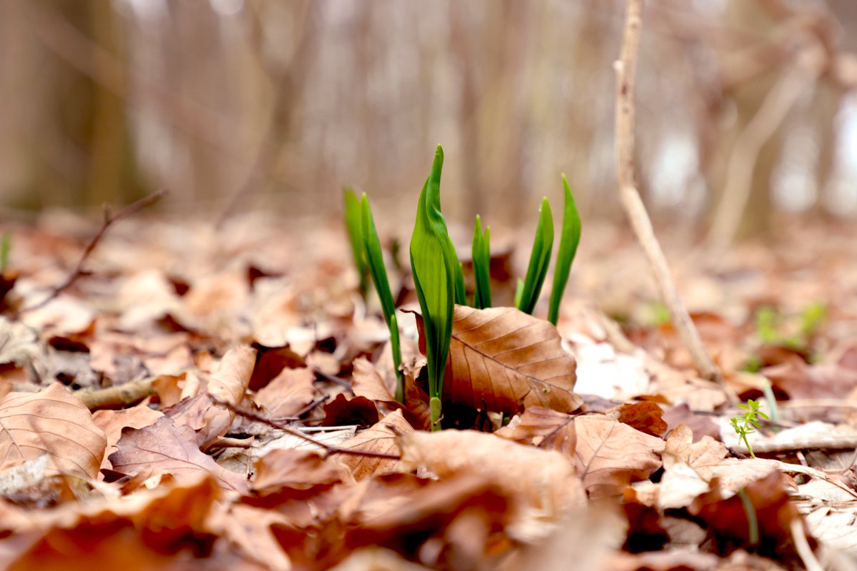 AssensNatur's tweet photo. Ramsløgblade vælter lige nu op af jorden i skovbunden🌱 https://t.co/prvdrUh0EI