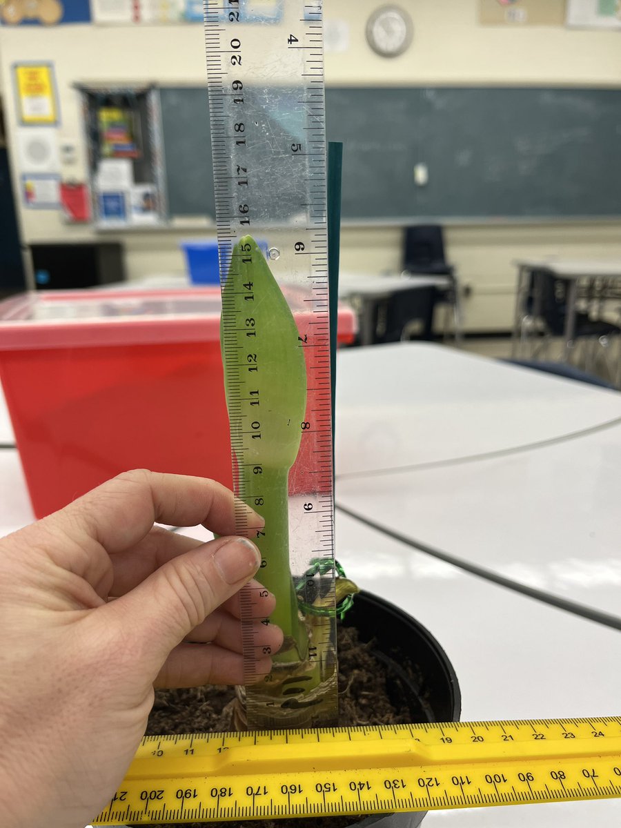JenBrownEdu's tweet image. How tall will our #Amaryllis bloom stock be today - Day 12. When will it bloom? Put your guesses and reasoning in the comments. #linearrelations #scatterplots #inevestigatingrelationships #mth1w #destreamed #tvdsbmath #destreamedmath #classproject #desmos