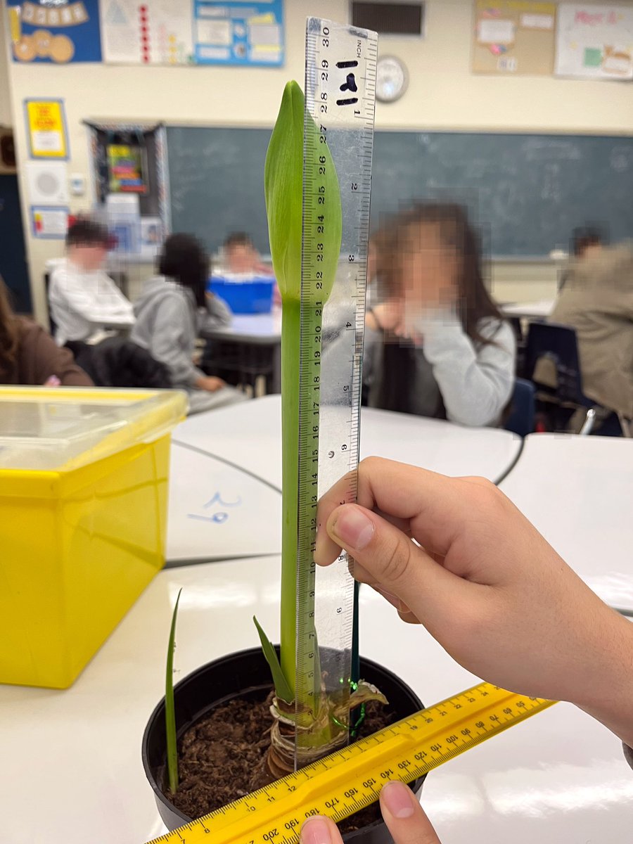 JenBrownEdu's tweet image. How tall will our #Amaryllis bloom stock be today - Day 12. When will it bloom? Put your guesses and reasoning in the comments. #linearrelations #scatterplots #inevestigatingrelationships #mth1w #destreamed #tvdsbmath #destreamedmath #classproject #desmos