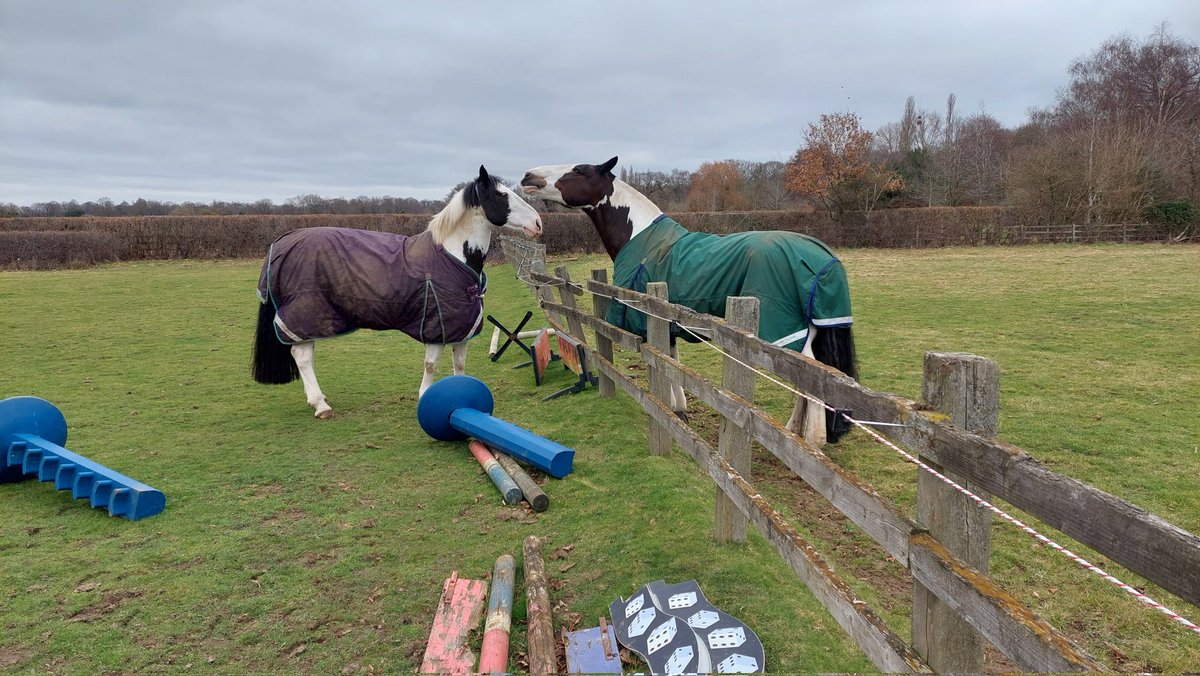 MarkEd715's tweet image. At Bushy Park stables today with these two; #PHGilbert and #PHDouglas enjoying some turn out. @CityHorses