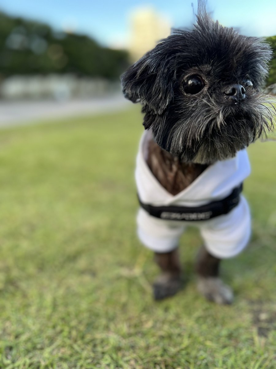 floofyroo's tweet photo. Most of us dogs and pups are #TeamSelena https://t.co/4aK31QkS3N