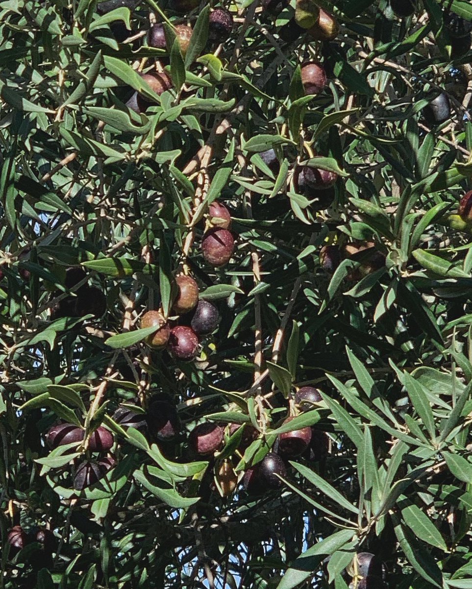 ･ﾟﾟ･*:༅｡*ﾟ:*:✼♡✼:*ﾟ:༅｡.｡･ﾟﾟ･ tweet media