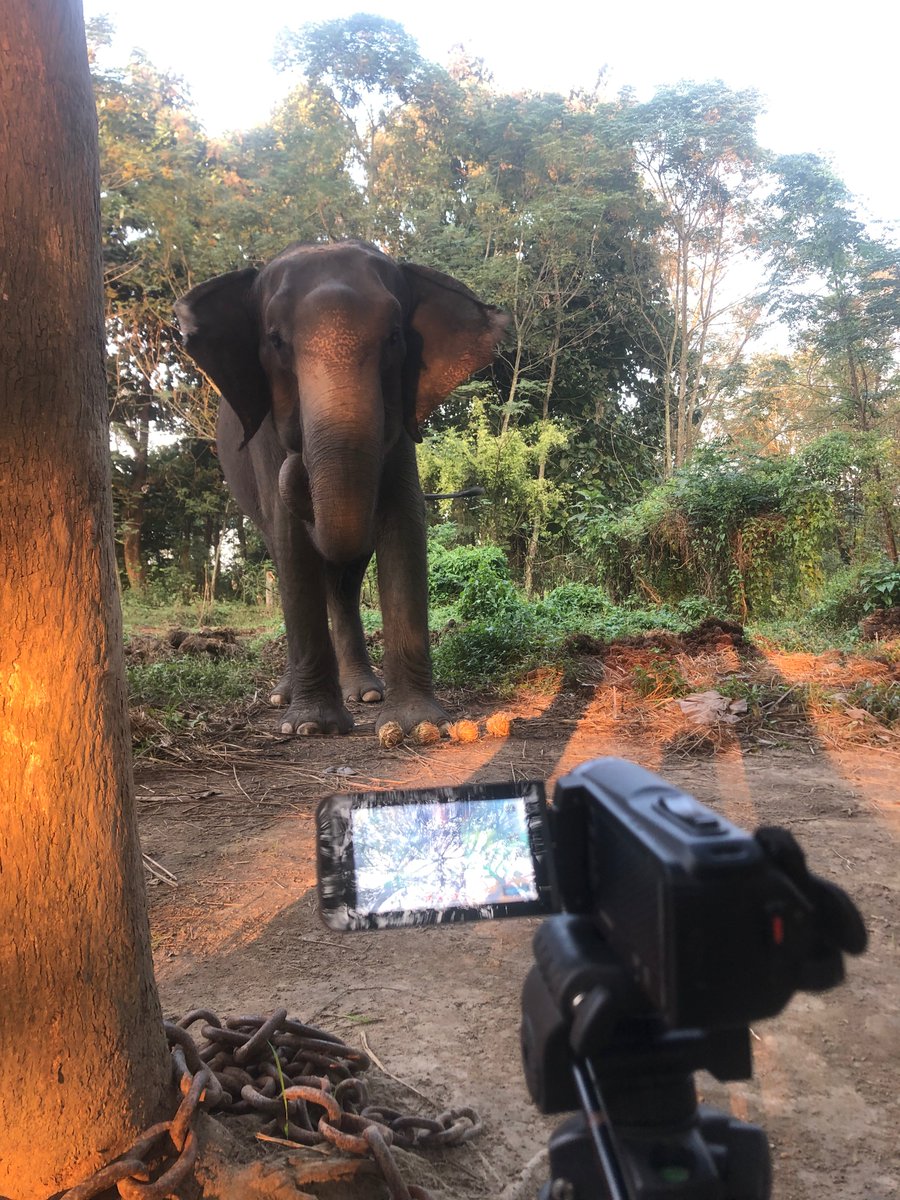 HB_Tilley's tweet image. People asking me what I’m doing for my #PhD- my answer: “Watching elephants eat” #research #AcademicChatter @AppliedEcoLab 🐘🍎🐘🍌🐘🍉🐘🥬